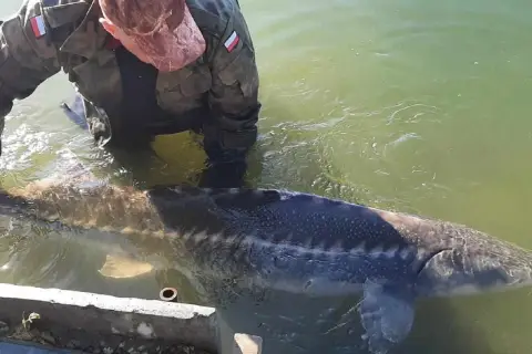 Osoba w mundurze trzyma ogromnego jesiotra, prawdopodobnie największego jesiotra na świecie. Ryba jest imponujących rozmiarów.