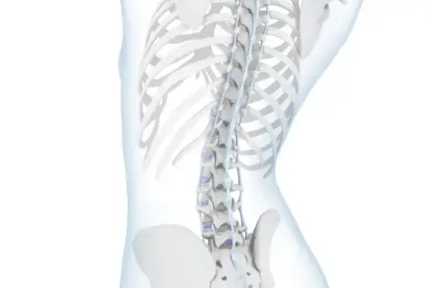 Anatomia kręgosłupa z widoczną hiperlordozą, uwydatniającą nadmierne wygięcie lędźwiowe.