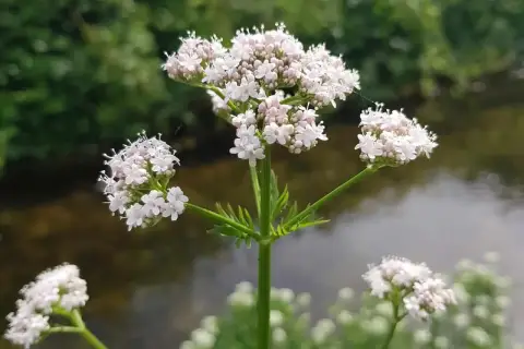 Zarte weiße Baldrianblüten am Wasser. Die Pflanze ist bekannt für ihre beruhigende baldrian hormonelle wirkung.