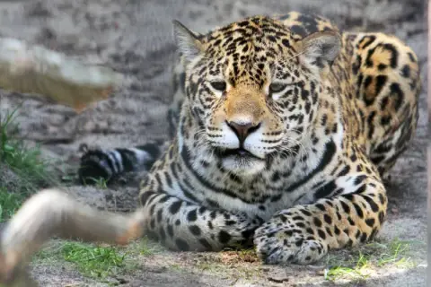 Piękny jaguar w krakowskim zoo. Warto odwiedzić to miejsce, jeśli szukasz wrażeń.