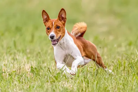 Basenji corre feliz en la hierba, sin emitir su característico ladrido.