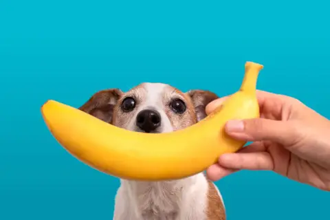 Czy psy mogą jeść banany i jabłka? Piesek z zaciekawieniem patrzy na banana trzymanego przez rękę.
