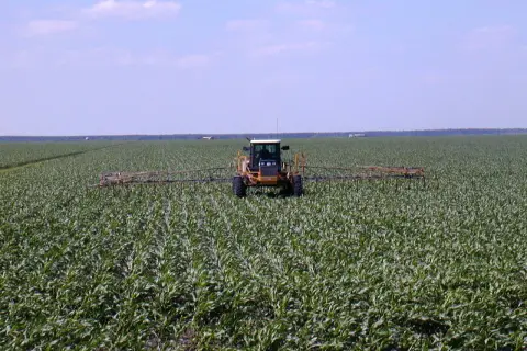 Żółty traktor z opryskiwaczem przejeżdża przez pole czumizy.