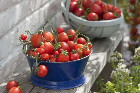 Frisch geerntete Tomaten in einem blauen Eimer. Ob die Tomate Obst oder Gemüse ist, bleibt eine Frage der Perspektive.