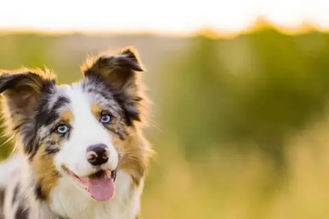 Piękny border collie z niebieskimi oczami, idealna waga dla aktywnego psa.