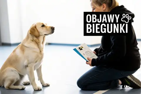 Labrador czeka na instrukcje, jak leczyć ludzkie leki na biegunkę dla psa. Na ekranie widnieje napis "Objawy biegunki".