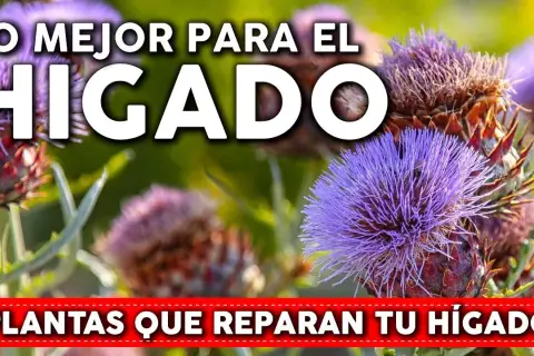 Medicamentos para limpiar el hígado: mejora tu salud hepática hoy
