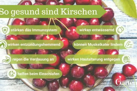 Frische Kirschen sind gesund: Sie stärken das Immunsystem, wirken entwässernd, entzündungshemmend, lindern Muskelkater, regen die Verdauung an, wirken Hautalterung entgegen und helfen beim Einschlafen.