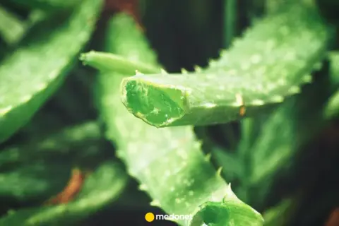 Świeże liście aloesu, idealne do naturalnych metod, jak stosować aloes na dziąsła.