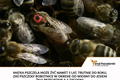 Matka pszczela żyje do 5 lat, trutnie do roku, a robotnice 5-6 tygodni.