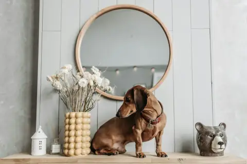 Uroczy mini jamnik siedzi na półce obok wazonu z suszonymi kwiatami i ceramicznego misia.
