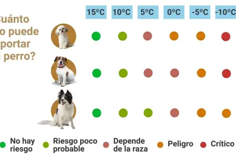 Guía visual para saber si mi perro tiene frío. Muestra la tolerancia al frío de tres razas de perros según la temperatura, con indicadores de riesgo.