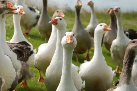 Gąski, gąski do domu! Stado białych i szarych gęsi na zielonej łące, jedna z nich patrzy prosto w obiektyw.