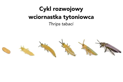 Cykl rozwojowy wciornastka tytoniowca: od jaja, przez kolejne stadia larw, aż do dorosłego osobnika.