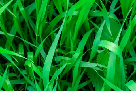 Un champ d'herbes vertes luxuriantes, où il est facile de reconnaître le chiendent envahissant.