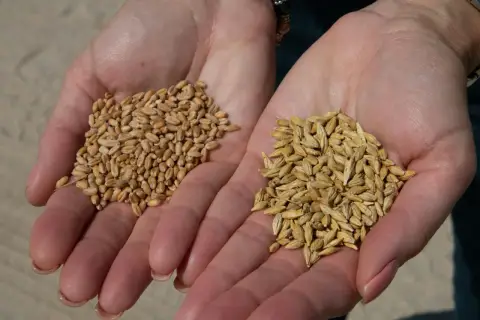Deux mains ouvertes présentent des grains, l'une avec de l'orge, l'autre avec du blé, prêts pour la récolte.