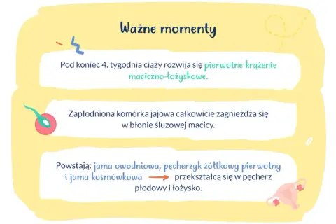 Ważne etapy ciąży: rozwój krążenia maciczno-łożyskowego, implantacja zarodka w macicy, tworzenie pęcherza płodowego i łożyska.