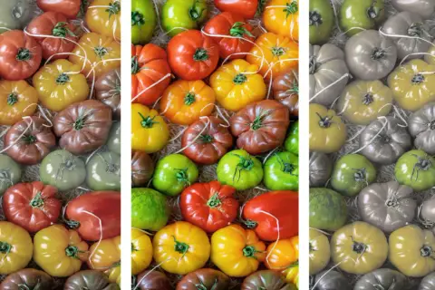 Was ergibt rot und grün? Eine bunte Vielfalt an Tomaten, von leuchtend rot und gelb bis zu grün und braun.