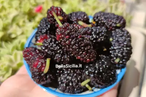 Un cestino pieno di succosi gelsi frutto, scuri e invitanti, pronti per essere gustati sotto il sole.