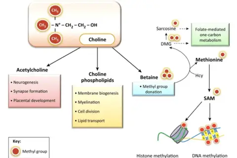 Schemat przedstawia rolę choliny w produkcji acetylocholiny, kluczowej dla neurogenezy i synaps. Wskazuje też na jej udział w metabolizmie metioniny i metylacji DNA.