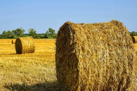 Słoma na polu po żniwach, gotowa do odrolnienia działki. Okrągłe bele tworzą krajobraz.