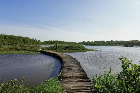 A wooden boardwalk curves over tranquil water, inviting a peaceful wandelen zuid-holland. Lush green trees and reeds surround the serene landscape.