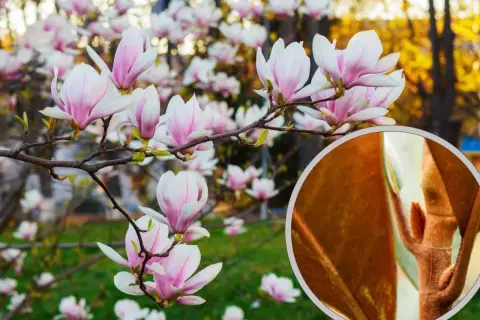 Kwiaty magnolii w pełnym rozkwicie. W powiększeniu widoczny pąk, który może być oznaką chorób magnolii, jeśli nie rozwija się prawidłowo.
