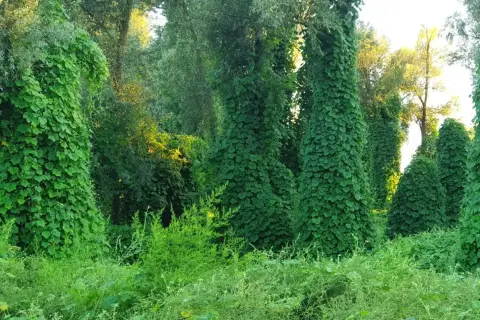 Kudzu na co? Na drzewa, które zamieniły się w zielone kolumny. Wszechobecna roślina tworzy gęsty, bujny dywan.