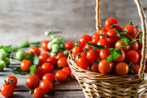 Korb voller reifer, saftiger honigtomaten, bereit zum Ernten. Grüne Tomaten im Hintergrund.