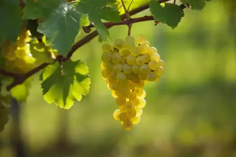 Reife Morillon Trauben hängen an einem sonnenbeschienenen Rebstock.
