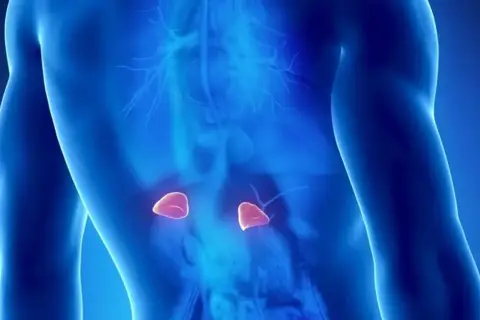 Anatomical illustration showing the human torso with highlighted nadnercza, located above the kidneys.