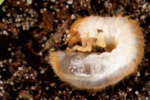 Larva bianca e pelosa, un esempio di insetti che mangiano le radici delle piante, si muove nel terreno scuro.