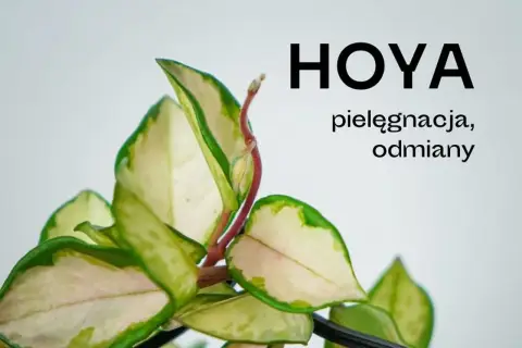 Piękny liść hoja, z kremowo-zielonymi brzegami, zapowiada kwitnienie.