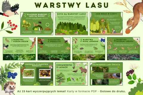 Ilustracja przedstawia warstwy lasu: korony drzew, podszyt, runo leśne i ściółkę. Opisuje ich znaczenie dla zwierząt i roślin.