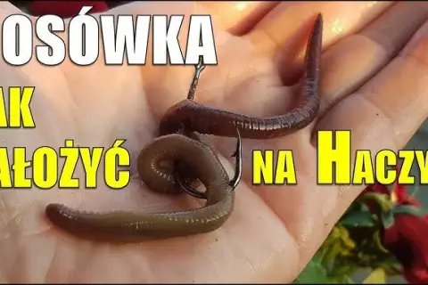 Rosówka: Dżdżownica na ryby jak łowić, przechowywać, hodować?