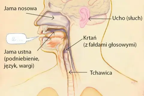 Schemat budowy aparatu mowy: jama nosowa, jama ustna (z językiem, podniebieniem, wargami), krtań z fałdami głosowymi, tchawica. Ucho odpowiada za słuch.