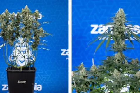 Piante di cannabis con cime rigogliose, risultato di tecniche di topping per massimizzare la resa.
