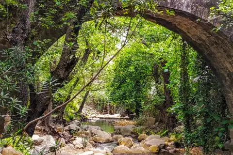 Arco de piedra cubierto de vegetación, con un arroyo rocoso que fluye debajo. Un lugar idílico para explorar la ruta de la miel.