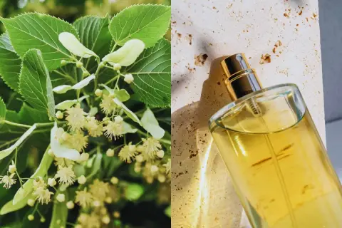 Kwiaty lipy i perfumy w szklanej butelce, inspirowane naturą przez Marc Antoine Barrois.