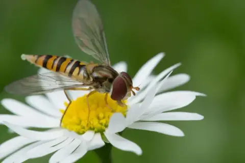Un syrphe insecte, aux rayures jaunes et noires, butine une marguerite blanche.