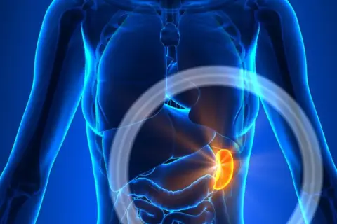 Anatomical rendering of a human torso, highlighting a glowing orange spleen, indicating a powiększona śledziona.
