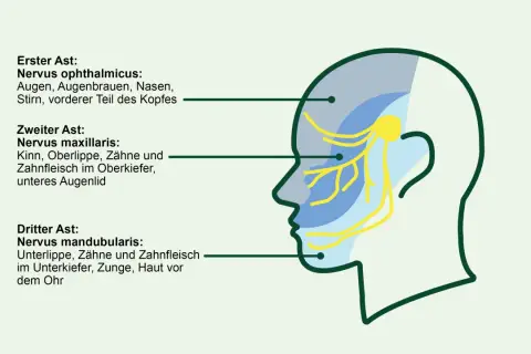 Schema des Trigeminusnervs mit seinen drei Ästen. Informationen zur Beruhigung des Trigeminusnervs mit Hausmitteln können hier nützlich sein.
