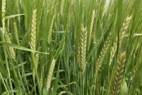 Nahaufnahme von grünen Gerstenähren, die auf einem Feld wachsen. Verschiedene winterbraugerste sorten sind hier zu sehen, bereit für die Ernte.