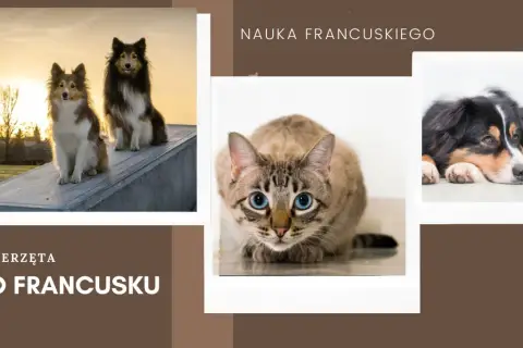 Uczymy się francuskiego: zwierzęta po francusku. Dwa psy na tle zachodzącego słońca, kot z niebieskimi oczami i pies odpoczywający na podłodze.