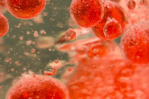 Czerwone, okrągłe struktury, przypominające erytrocyty podwyższone, unoszą się w płynie, otoczone licznymi pęcherzykami powietrza.