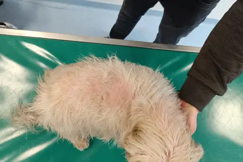 Pies z objawami choroby Cushinga, z widocznymi zmianami skórnymi na grzbiecie, leży na zielonym stole weterynaryjnym.
