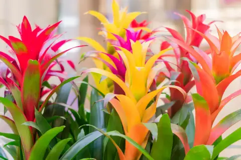 Kolorowy bukiet kwiatów bromelia w odcieniach czerwieni, żółci i pomarańczy, z zielonymi liśćmi.