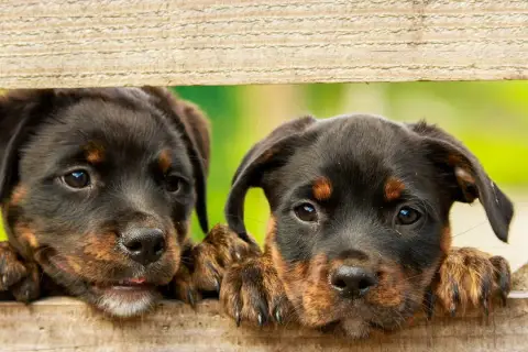 Dwa szczenięta Rottweilera zaglądają przez drewniane deski. Idealne do wyboru słodkich imion dla psa.