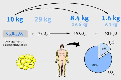 Jak spalić tkankę tłuszczową? Schemat pokazuje, że 10 kg tłuszczu (triglicerydów) z 29 kg tlenu daje 8,4 kg CO2 i 9,4 kg H2O.