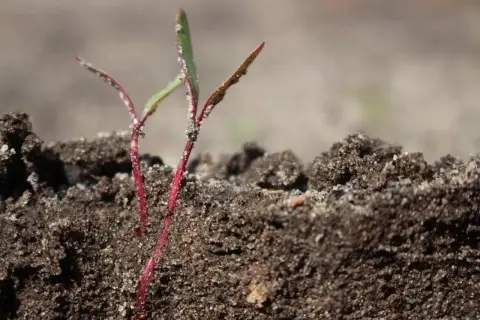 Młode siewki buraka ćwikłowego wyrastają z ziemi. Obrazek może pomóc oszacować, ile nasion buraka ćwikłowego na hektar zostało zasiane.